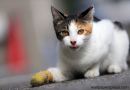 كيفية مساعدة قطة مصابة: نصائح رعاية القطط المصابة أو المريضة
