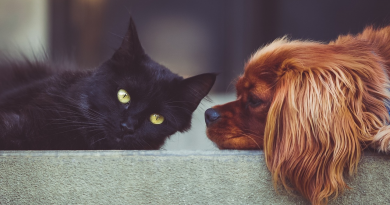 ما هو الفرق بين الكلاب والقطط