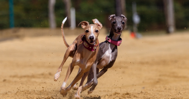 سر تربية كلاب السلوقية: الجمال والسرعة والاهتمام الشخصي