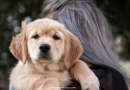 دليل شامل على كيفية تربية كلب صغير بنجاح: من الاختيار إلى التدريب والرعاية