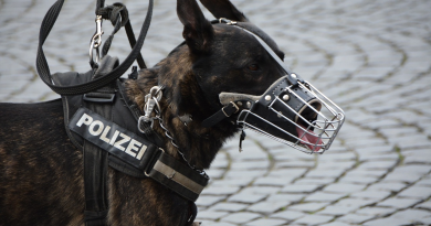رحلة تدريب الكلاب البوليسية نحو الإبداع والأمان