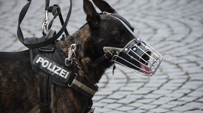 رحلة تدريب الكلاب البوليسية نحو الإبداع والأمان
