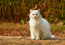 أنواع القطط المختلفة، بما في ذلك مظهرها وشخصيتها ورعايتها.